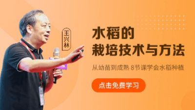 水稻的栽培技术与方法